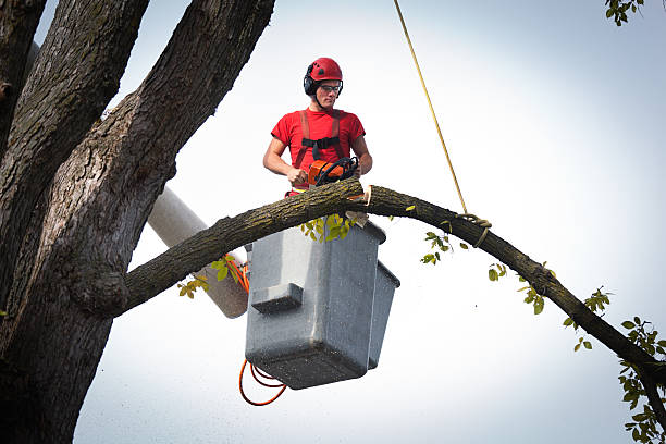 Professional Tree Care  in Milton, FL