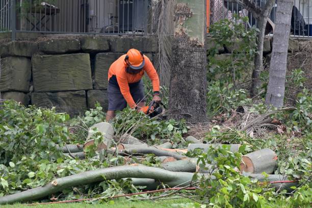 How Our Tree Care Process Works  in  Milton, FL